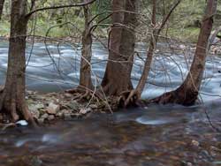 Kowmung River
