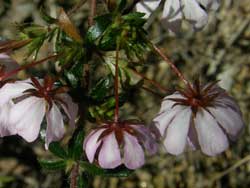 River Rose