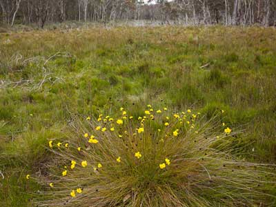 Boyd Plateau