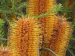 Heath-leaved Banksia