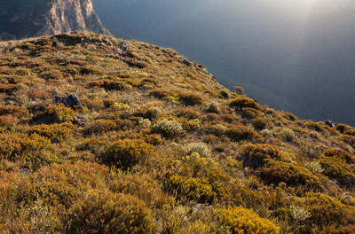 Sydney Montane Heath near Lockleys Pylon