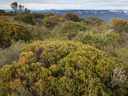 Sydney Montane Heath on Kings Tableland