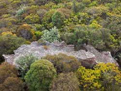 Very mature Sydney Montane Heath, Kings Tableland