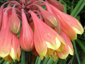 Mountain Christmas Bell