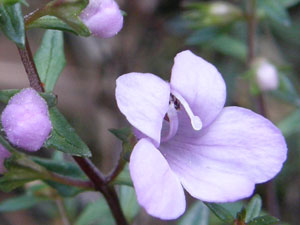 Euphrasia bowdeniae