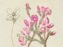 Flowers 15