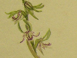 Orchids 13