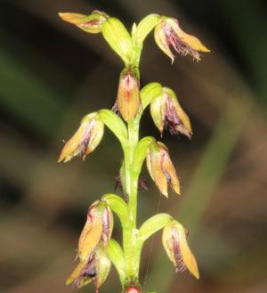 Prasophyllum bowdenae