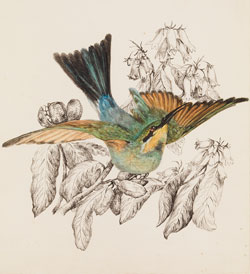 Rainbow Bee-eater