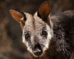 Brush-tailed Rock-wallaby