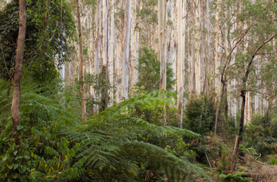 Blue Gum Forest