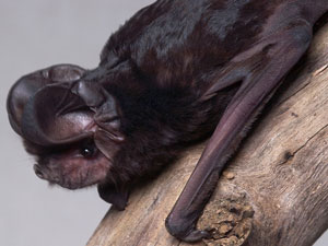 White-striped Freetailed-bat