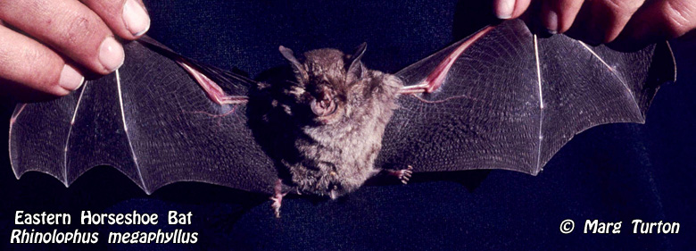Eastern Horseshoe Bat