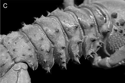 Euastacus vesper - abdomen