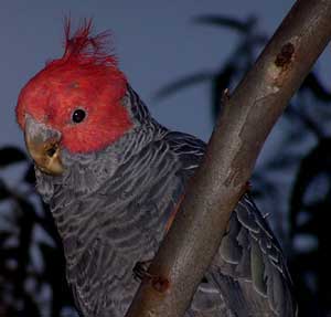 Gang-gang Cockatoo