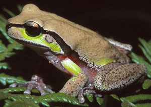 Blue Mountains Tree Frog