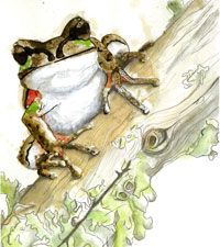 Blue Mountains Tree Frog