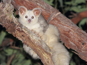 Greater Glider