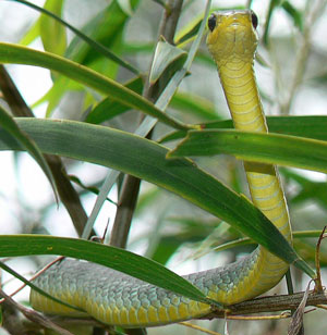 Green Tree Snake