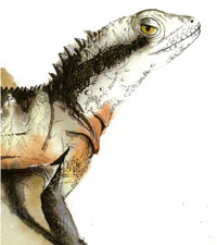 Eastern Water Dragon