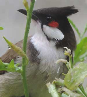 Red-whiskered Bulbul