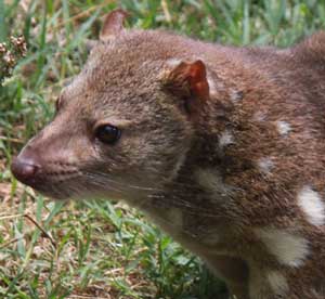 Tiger Quoll