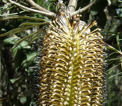 Banksia cunninghamii