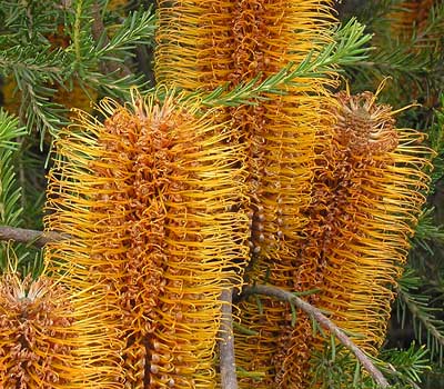Heath-leaved Banksia