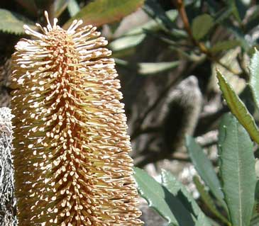 Newnes Plateau Banksia