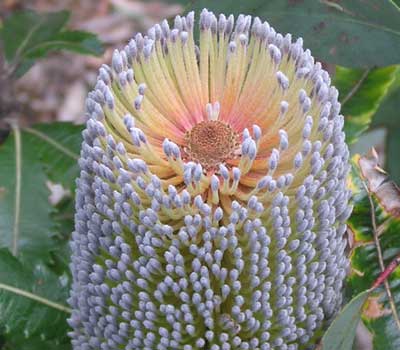 Old Man Banksia