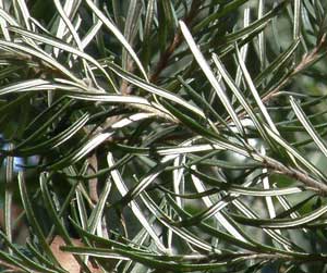 leaves scattered along stems