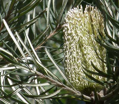 Silver Banksia