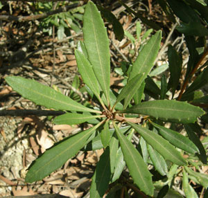 leaves in regular whorls