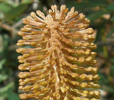 Swamp Banksia
