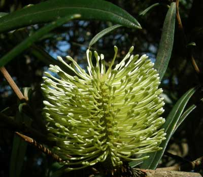 White Mountain Banksia