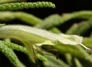 Chloanthes glandulosa