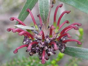 Evans Grevillea