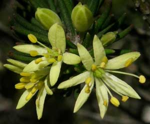 Leionema lachnaeoides