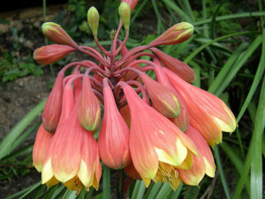 Mountain Christmas Bell