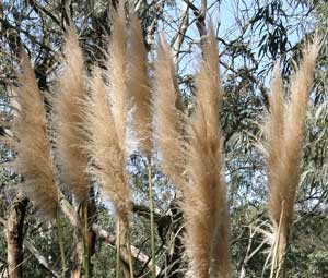 Pampas Grass