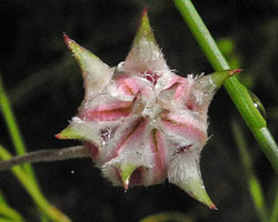 Pink Flannel Flower