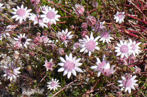 Pink Flannel Flower