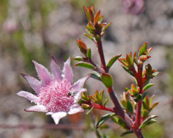 Pink Flannel Flower