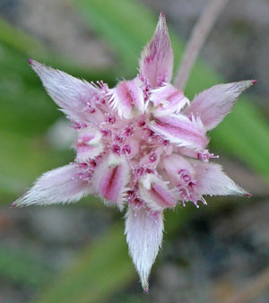 Pink Flannel Flower