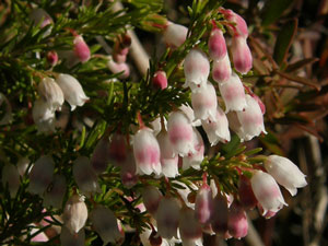 Spanish Heath