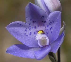 Spotted Sun Orchid