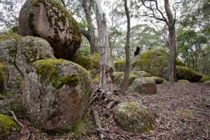 Granite tors