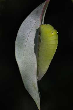 Blue Triangle - caterpillar