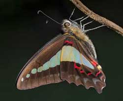 Blue Triangle -  butterfly