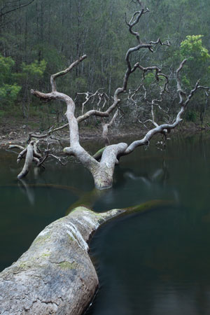 Fallen Angophora